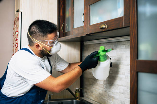 Best Flea Control Services  in Boles Acres, NM