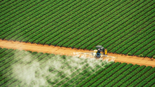 Best Local Pest Control Services  in Boles Acres, NM