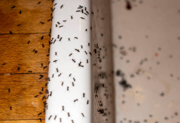 Best Wasp Removal Services  in Boles Acres, NM